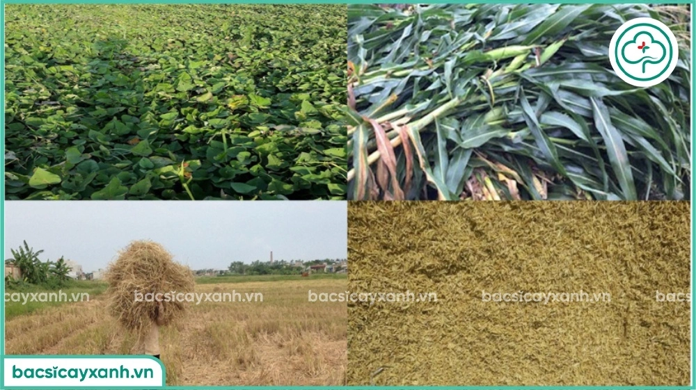 Lên men phụ phẩm cây trồng